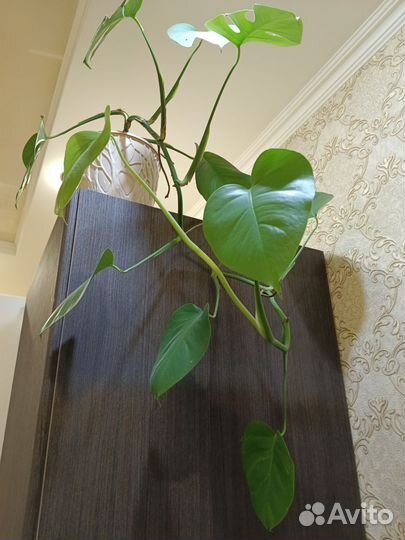 Комнатные растения цветы