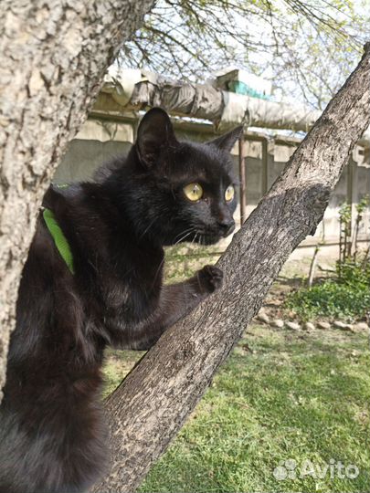 Кошка кот котята