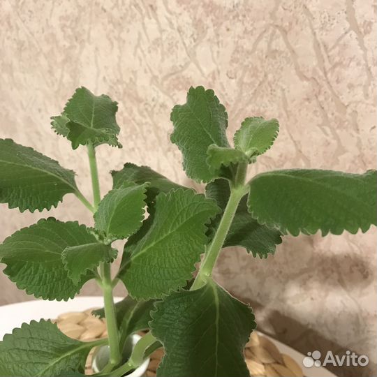 Плекантрус (комнатная мята)