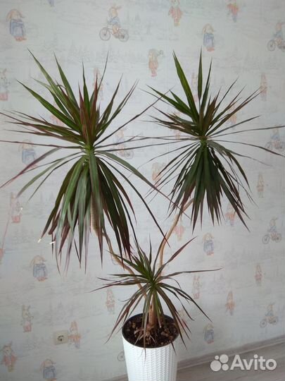 Драцена Маргината