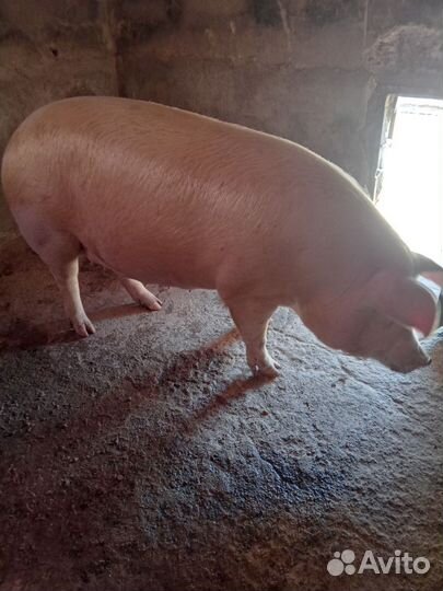 Домашнее мясо свинины