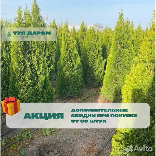 Туя смарагд 160 см