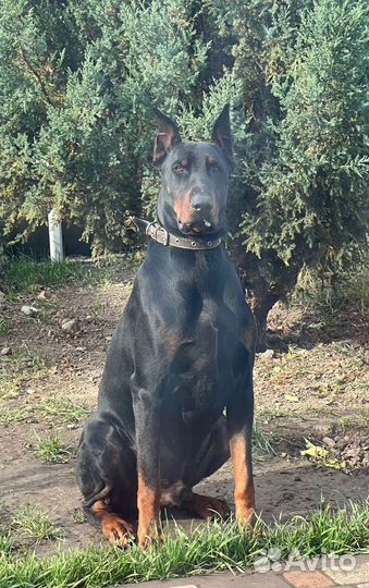 Щенки добермана