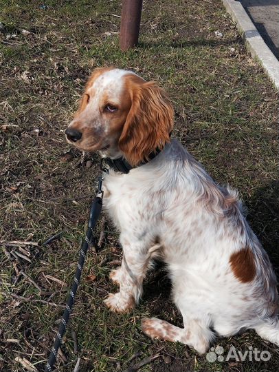 Русский спаниель вязка