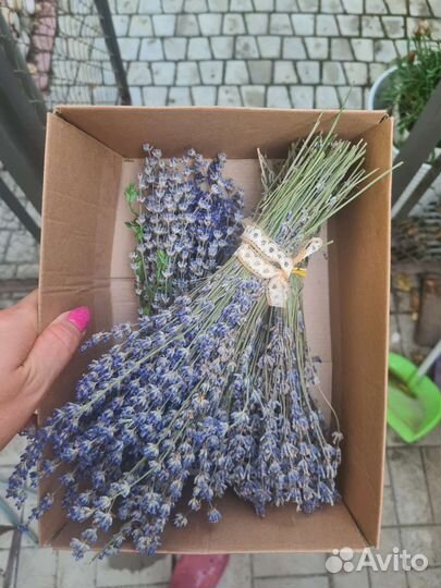Лаванда крымская,букеты