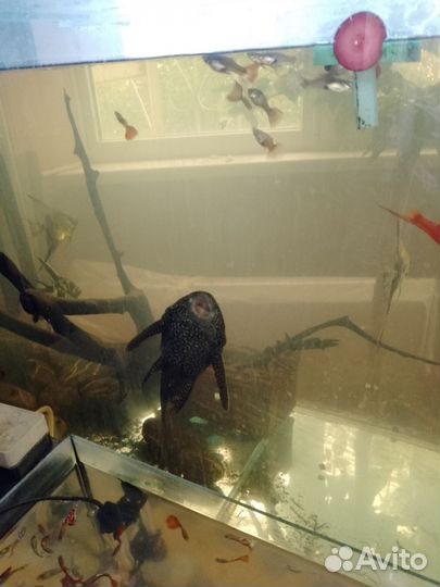 Аквариум с рыбками
