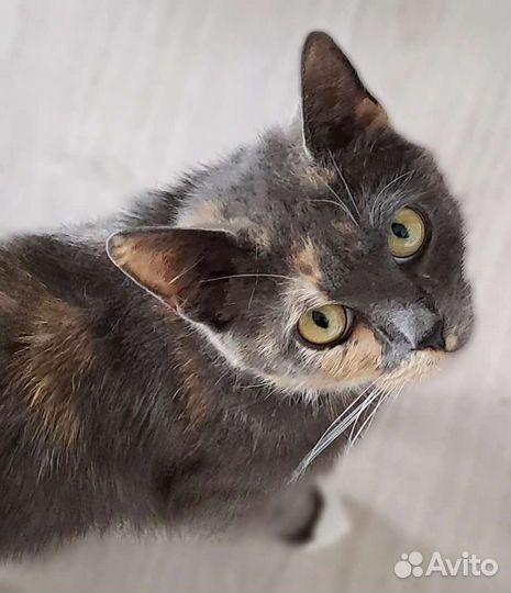 Кошка в добрые руки