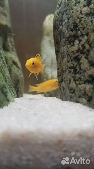 Цихлида из малавии