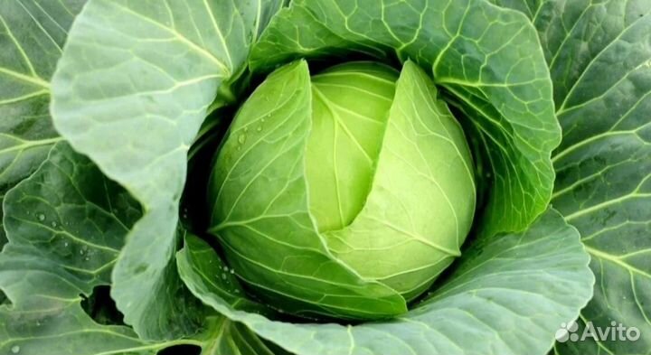 Рассада капусты