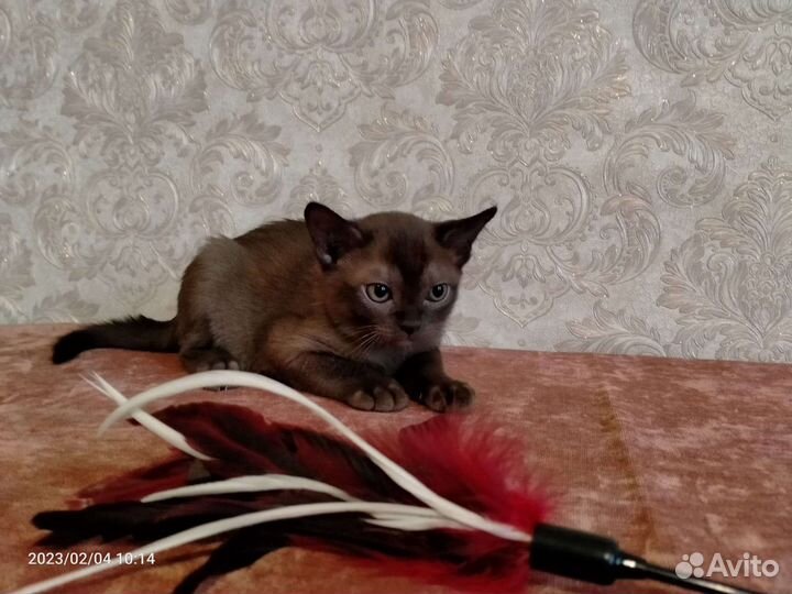 Европейская Бурма