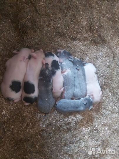Вьетнамские поросята д. р 05.09.23