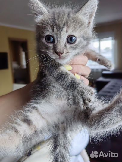 Котята в добрые руки бесплатно