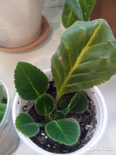 Глоксиния махровая Gregory Mendel