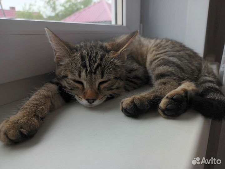 Кошечка в добрые руки бесплатно