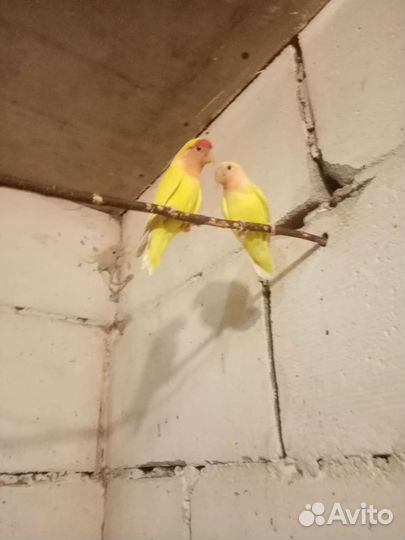 Попугаи неразлучники