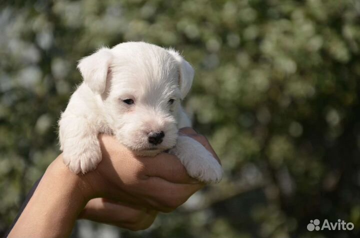 Парсон рассел терьер