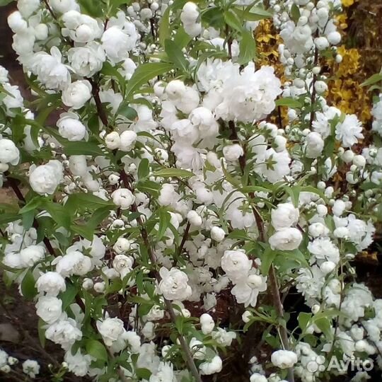 Сакура Альба Плена