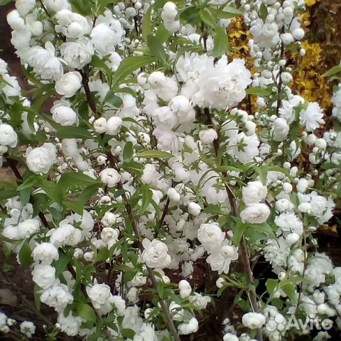 Сакура Альба Плена