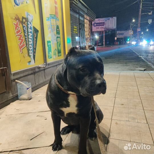 Вязка кобеля Питбуля