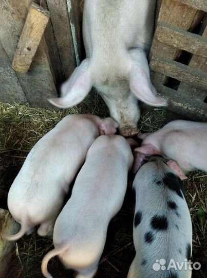 Поросенок ландрас