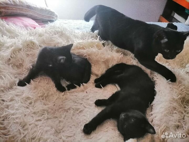 Кошка в дар