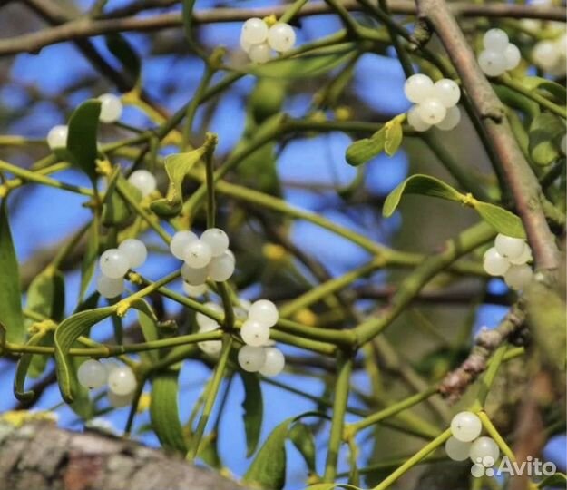 Омела белая 1 кг, 2024 год