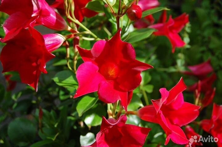 Бугенвилия