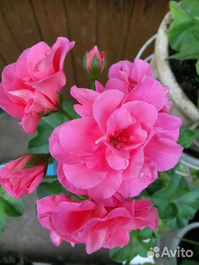 Пеларгонии сортовые