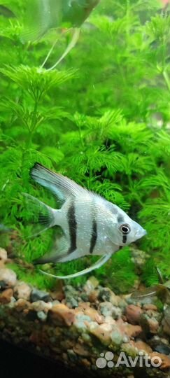 Скалярии золотистые, голубой ангел, зебра