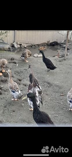 Утки индийский бегунок