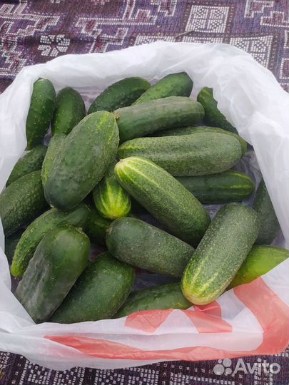 Огурцы