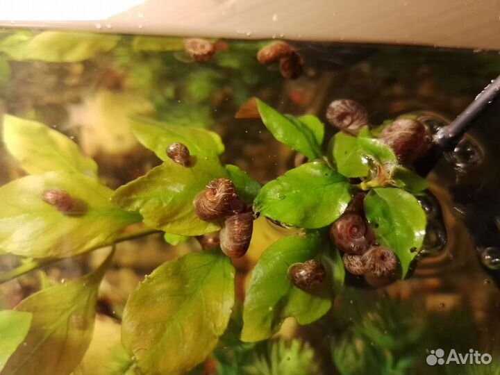 Улитки аквариумные