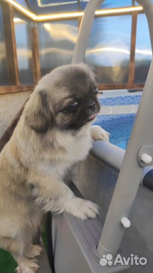 Щенки пекинеса