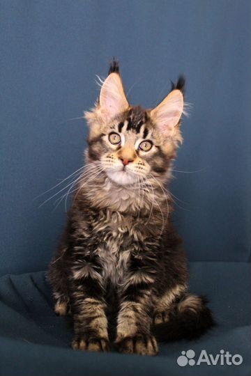 Котята мейн-кун