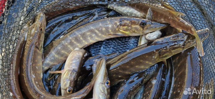 Щука живая
