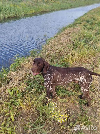 Курцхаар вязка