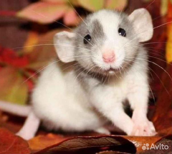 Крысята дамбо