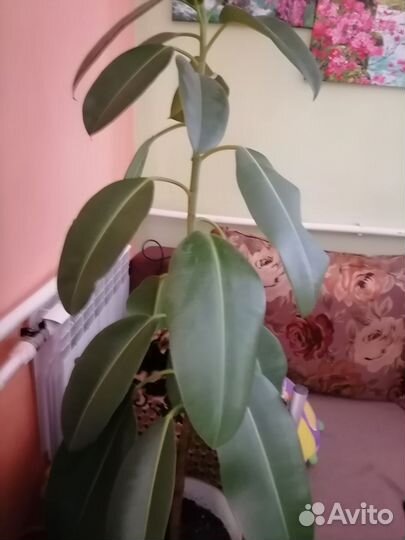 Фикус каучуконосный