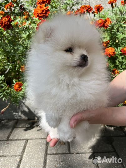 Щенки шпица