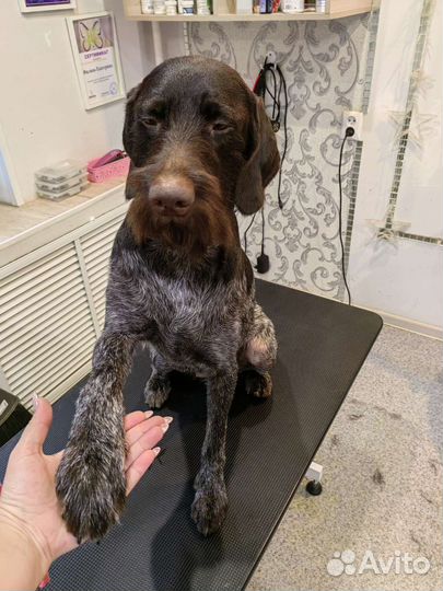 Стрижки кошек и собак салон DOGford