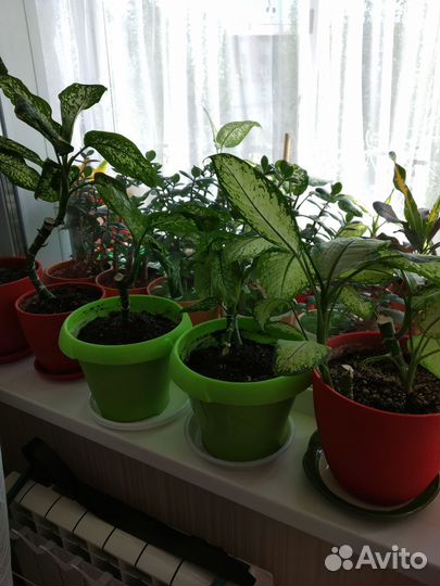 Дифенбахия