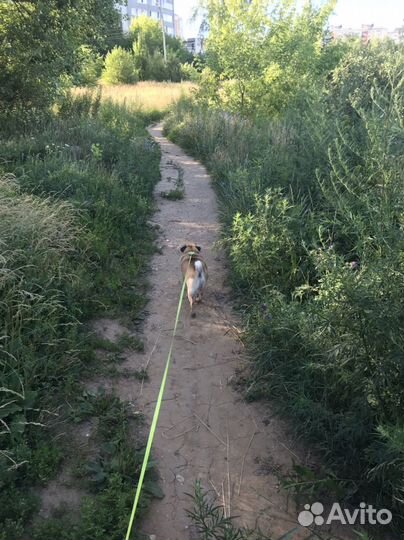 Передержка собак и кошек