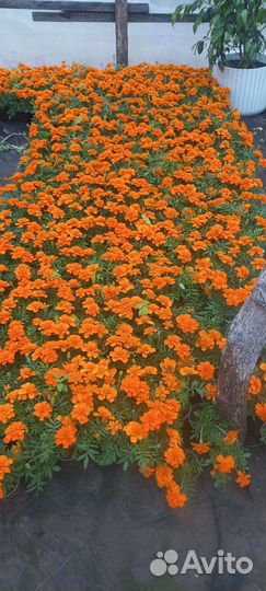 Продажа цветов