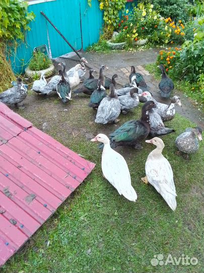 Продам Индоутак