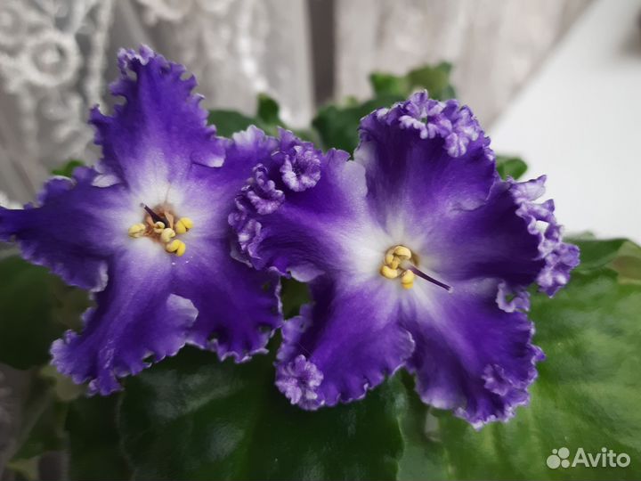 Детки фиалок