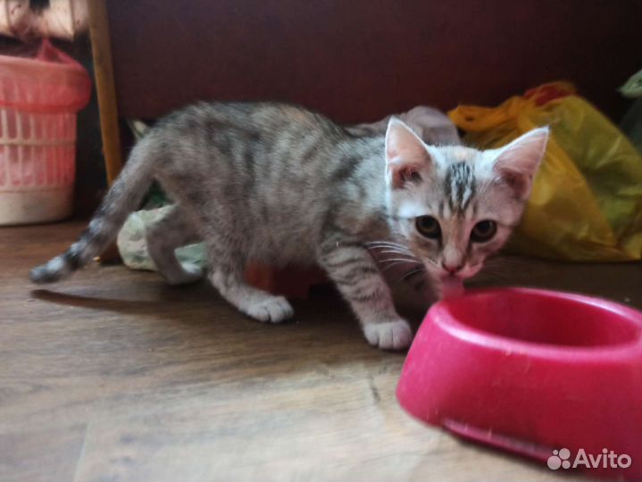 Котятки прямоухие