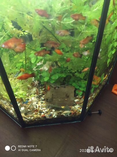 Рыбки и растения в южном, анцитрусы, пецилии,гуппи