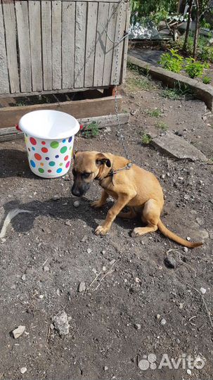 Собачка девочка бесплатно