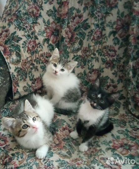 Котята мальчики в добрые руки