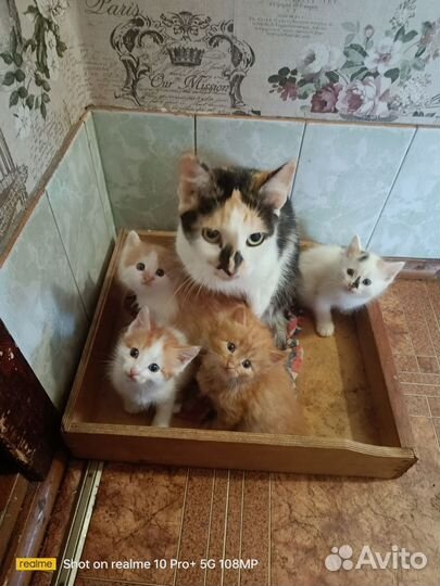 Кошка